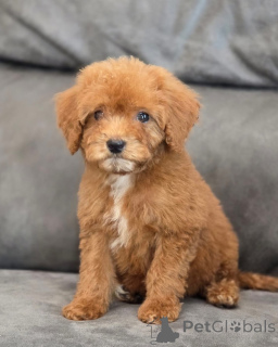 Foto №4. Ich werde verkaufen pudel (toy) in der Stadt Londoner Bezirk von Camden. quotient 	ankündigung - preis - 350€