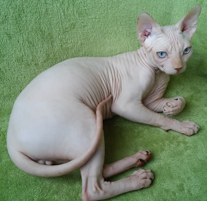 Foto №4. Ich werde verkaufen sphynx cat in der Stadt Odessa. vom kindergarten - preis - 454€