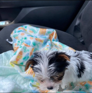 Foto №2 zu Ankündigung № 137414 zu verkaufen yorkshire terrier - einkaufen Niederlande züchter