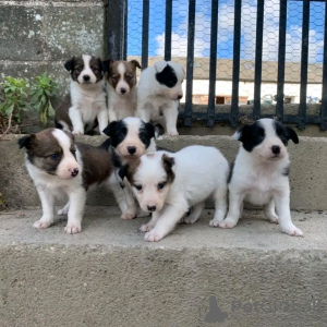 Foto №1. border collie - zum Verkauf in der Stadt Everton | 550€ | Ankündigung № 13499