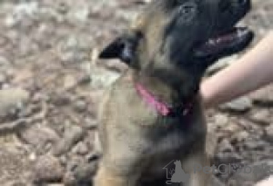 Foto №2 zu Ankündigung № 129094 zu verkaufen belgischer schäferhund - einkaufen Finnland züchter
