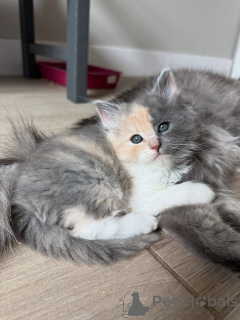 Foto №2 zu Ankündigung № 154914 zu verkaufen sibirische katze - einkaufen Deutschland züchter