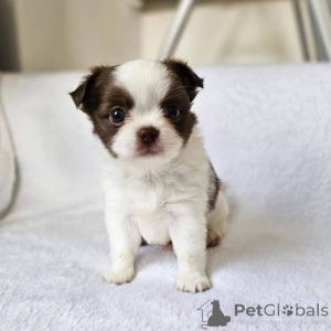 Foto №3. Chihuahua Welpen zur Adoption. Deutschland