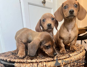 Foto №2 zu Ankündigung № 139928 zu verkaufen dackel - einkaufen Deutschland quotient 	ankündigung