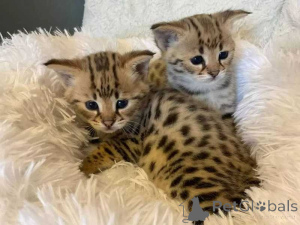 Foto №1. savannah-katze - zum Verkauf in der Stadt Haan | 350€ | Ankündigung № 172319