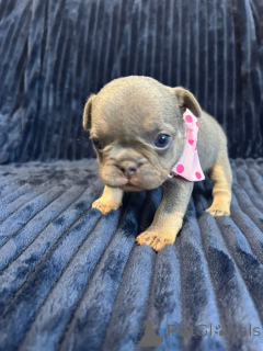 Foto №3. Mini Frenchie Babys zum Verkauf. USA