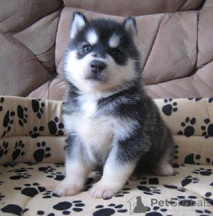 Foto №1. siberian husky - zum Verkauf in der Stadt Wienerwald | 350€ | Ankündigung № 170144