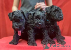 Foto №3. Kerry-Blue-Terrier-Welpen. Weißrussland