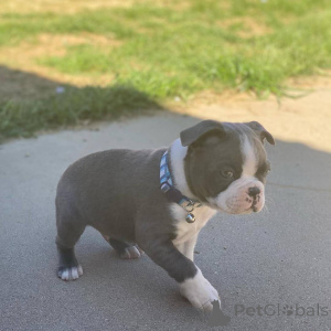 Foto №1. boston terrier - zum Verkauf in der Stadt Aldershot | 450€ | Ankündigung № 176478