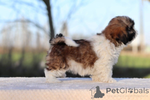 Foto №1. shih tzu - zum Verkauf in der Stadt Paris | verhandelt | Ankündigung № 162513