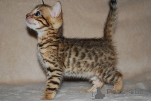 Foto №2 zu Ankündigung № 139937 zu verkaufen bengal katzenrasse - einkaufen Deutschland quotient 	ankündigung