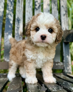 Foto №1. cavalier king charles spaniel - zum Verkauf in der Stadt Paris | verhandelt | Ankündigung № 115397