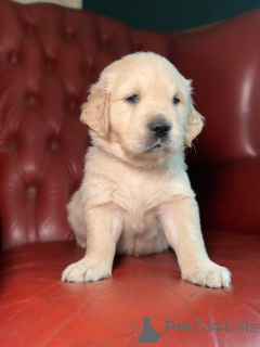 Foto №1. golden retriever - zum Verkauf in der Stadt Schlechtes Kreuznach | verhandelt | Ankündigung № 162221