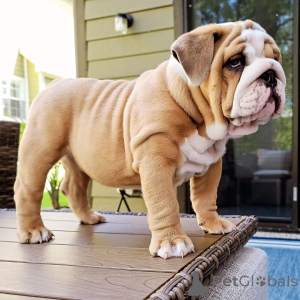 Foto №1. englische bulldogge - zum Verkauf in der Stadt Vergina | verhandelt | Ankündigung № 170474