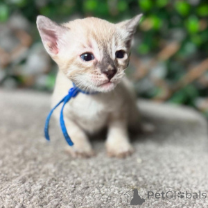 Foto №2 zu Ankündigung № 152770 zu verkaufen bengal katzenrasse - einkaufen Frankreich quotient 	ankündigung