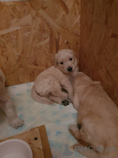 Foto №3. Mini-Goldendoodle-Welpen. Belgien