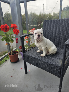 Foto №1. französische bulldogge - zum Verkauf in der Stadt Tallinn | 1800€ | Ankündigung № 123098
