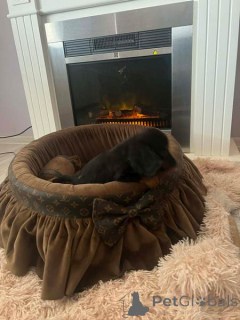 Foto №1. dackel - zum Verkauf in der Stadt Neuer Garten | verhandelt | Ankündigung № 165686