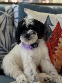 Foto №1. labradoodle - zum Verkauf in der Stadt Kilkenny | verhandelt | Ankündigung № 156280