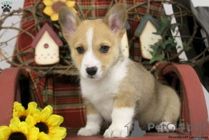 Foto №2 zu Ankündigung № 63550 zu verkaufen welsh corgi - einkaufen Griechenland 