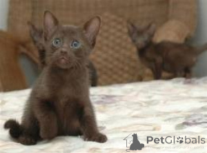 Foto №1. havana-katze - zum Verkauf in der Stadt Dresden | 750€ | Ankündigung № 160459