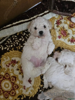 Foto №1. bichon frisé - zum Verkauf in der Stadt Castrop-Raixel | 580€ | Ankündigung № 175722