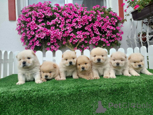 Foto №1. chow-chow - zum Verkauf in der Stadt Sombor | verhandelt | Ankündigung № 155713