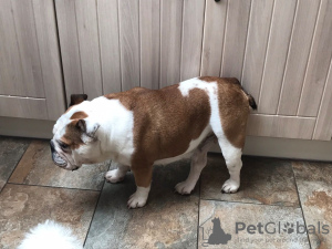 Foto №4. Ich werde verkaufen englische bulldogge in der Stadt Lichtenstein. züchter - preis - 380€