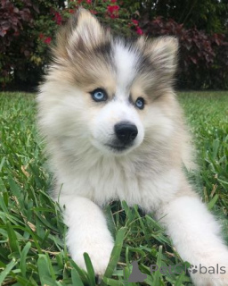 Foto №2 zu Ankündigung № 158984 zu verkaufen mischlingshund - einkaufen Estland quotient 	ankündigung, züchter