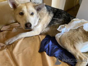 Foto №1. mischlingshund - zum Verkauf in der Stadt Minsk | Frei | Ankündigung № 90699