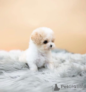 Foto №1. pudel (toy) - zum Verkauf in der Stadt Ohio | 969€ | Ankündigung № 168226