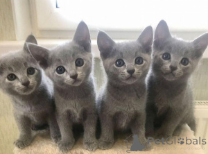 Foto №1. russisch blau - zum Verkauf in der Stadt Bremen | verhandelt | Ankündigung № 164201