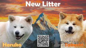 Foto №3. Akita-Welpen zu verkaufen. Serbien