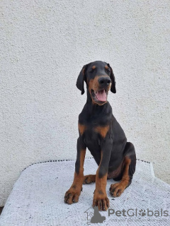 Foto №2 zu Ankündigung № 121579 zu verkaufen dobermann - einkaufen Serbien züchter