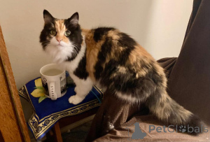 Foto №2 zu Ankündigung № 139214 zu verkaufen maine-coon-katze - einkaufen USA züchter