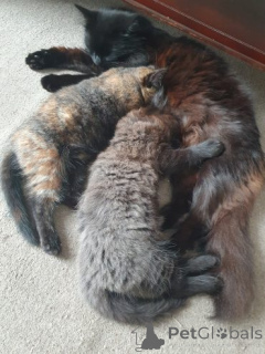 Foto №2 zu Ankündigung № 158963 zu verkaufen ragdoll-katze - einkaufen Polen quotient 	ankündigung