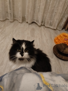 Foto №1.  - zum Verkauf in der Stadt Moskova | Frei | Ankündigung № 157977