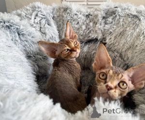 Foto №1. devon rex - zum Verkauf in der Stadt Cölbe | 350€ | Ankündigung № 178170