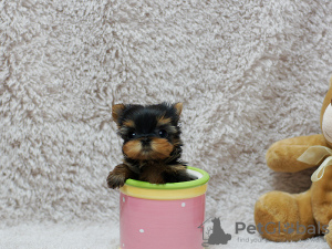 Foto №2 zu Ankündigung № 101328 zu verkaufen yorkshire terrier - einkaufen Deutschland 