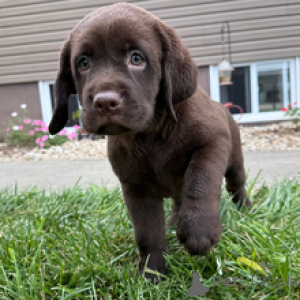 Foto №3. Odessa-Labrador-Retriever-Hündin, 8 Wochen alt, bereit, nach Hause zu gehen. Deutschland