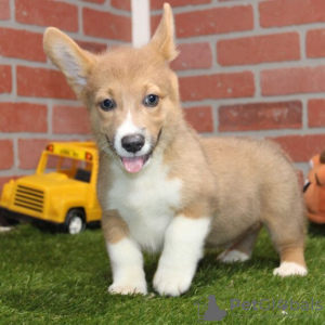 Foto №1. welsh corgi - zum Verkauf in der Stadt Штутгарт | 850€ | Ankündigung № 115182