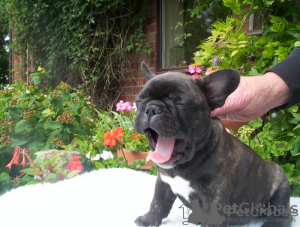 Foto №1. französische bulldogge - zum Verkauf in der Stadt Würzburg | 331€ | Ankündigung № 117899