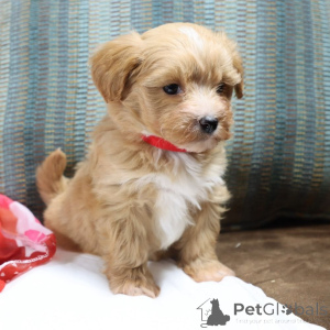 Foto №1. maltipu - zum Verkauf in der Stadt Thüringhausen | 900€ | Ankündigung № 150192