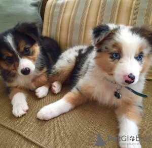 Foto №2 zu Ankündigung № 119692 zu verkaufen australian shepherd - einkaufen Litauen quotient 	ankündigung
