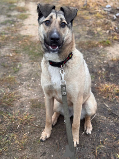 Foto №3. Wir suchen ein liebevolles Zuhause für Buri.. Russische Föderation