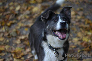 Foto №4. Ich werde verkaufen mischlingshund in der Stadt Москва. quotient 	ankündigung - preis - Frei