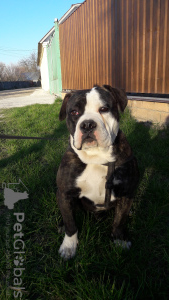 Foto №3. Continental1 Bulldogge. Ukraine