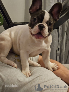 Foto №3. Französischer Bulldogge-Welpe. Estland