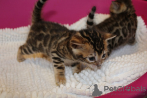 Foto №3. Gesunde Bengalkatzen-Kätzchen stehen überall zum Verkauf. Australien