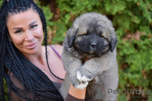 Zusätzliche Fotos: Kaukasische Schäfer hund welpen